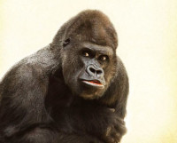 gorilla-448731__480.jpg